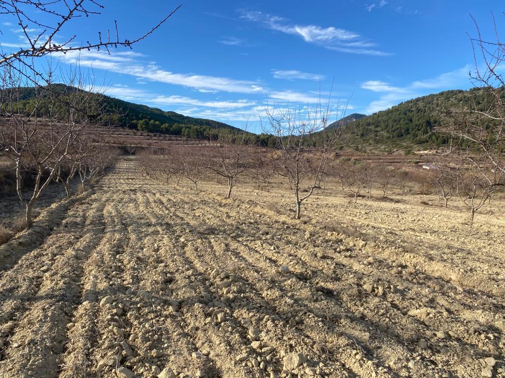  Tierra almendros Ucenda